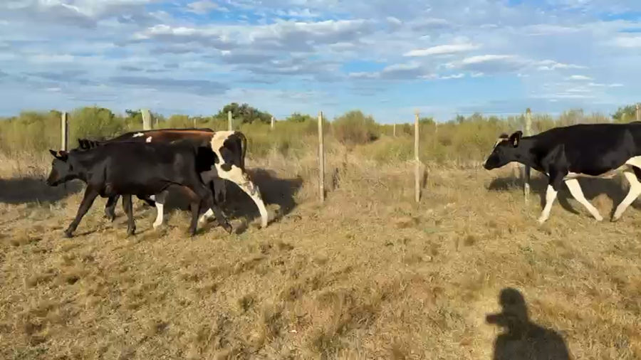 Lote NOVILLOS 1 a 2 AÑOS