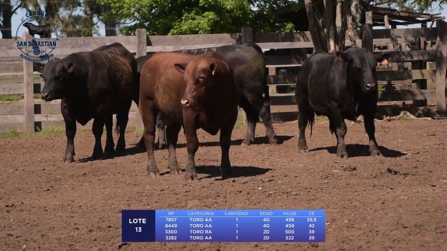 Lote Lote 13 - San Sebastian