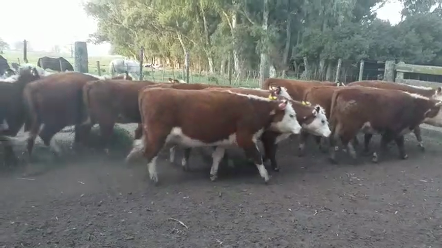 Lote 14 Vaquillonas en Tandil, Buenos Aires