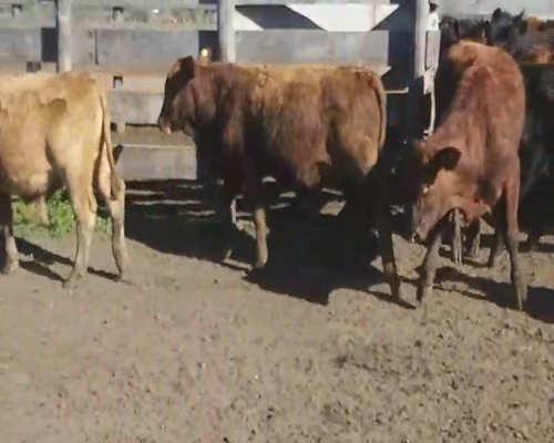 Lote 70 Terneros en Villaguay, Entre Ríos