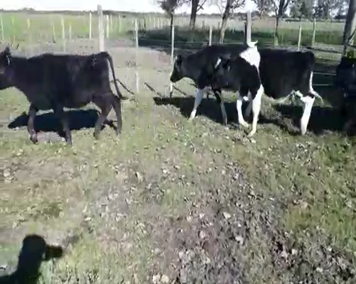 Lote 16 Terneros HOLANDO Y CRUZAS 170kg - , San José