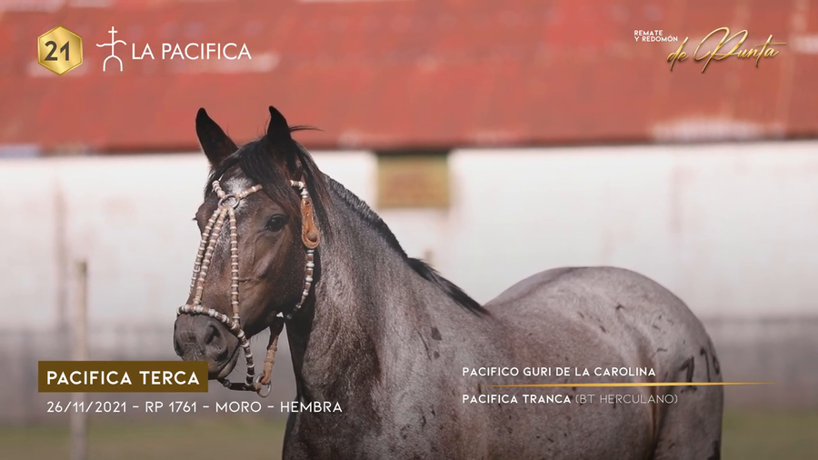 Lote PACIFICA TERCA