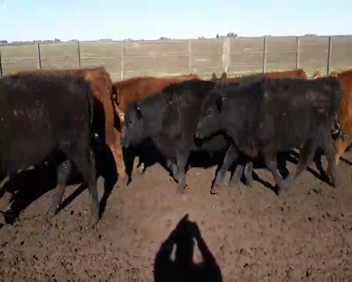 Lote 65 Terneros en Gral. Lamadrid, Buenos Aires