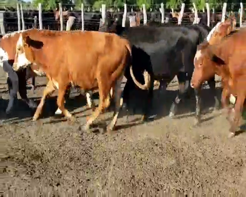 Lote 38 Novillos en Villaguay, Entre Ríos