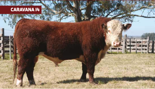 Lote VICHADERO DN 1491