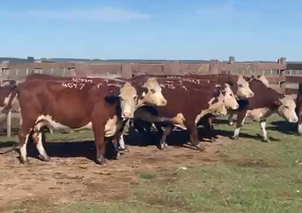 Lote Santa Graciana - Zambrano y Cía