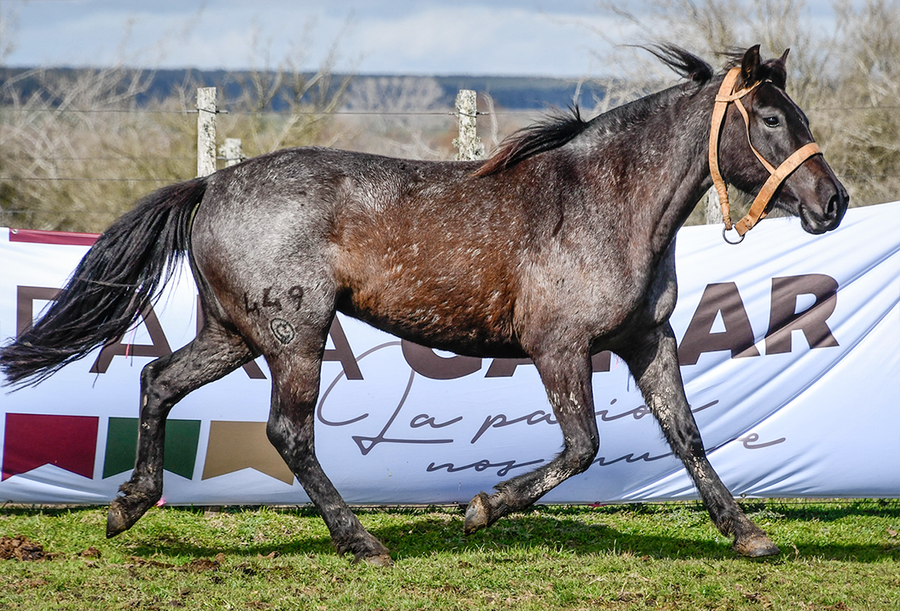 Lote AMAPOLA LA FLECHILLA