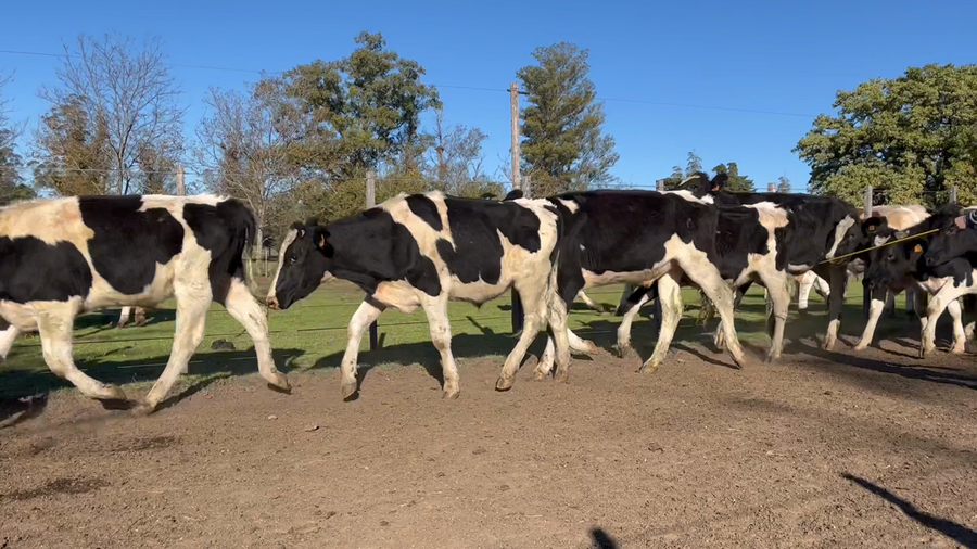 Lote NOVILLOS 1 a 2 AÑOS