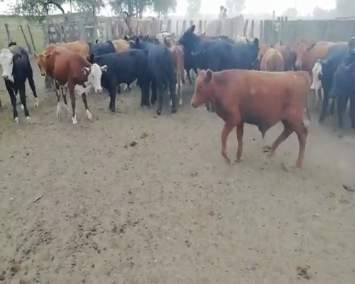 Lote 95 Terneros en Entre Ríos, Villaguay