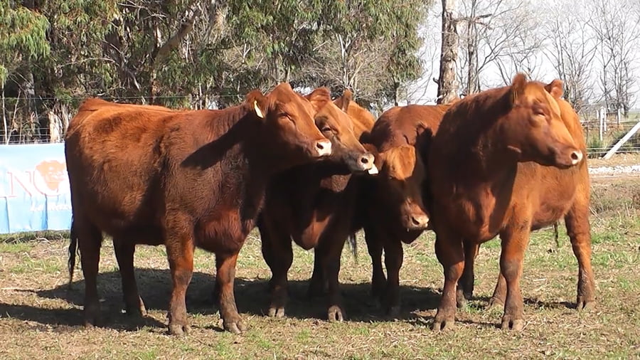 Lote VAQUILLONAS PURAS CONTROLADAS CON GARANTIA DE PREÑEZ