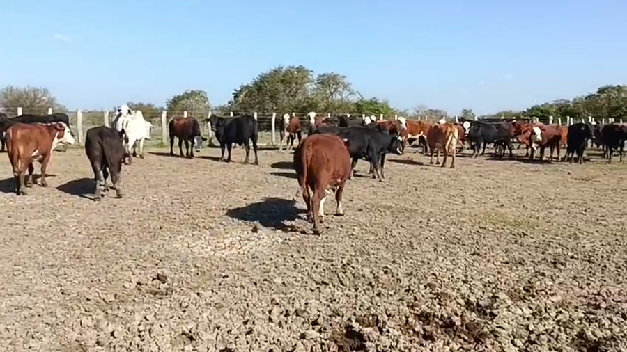 Lote 45 Vacas
