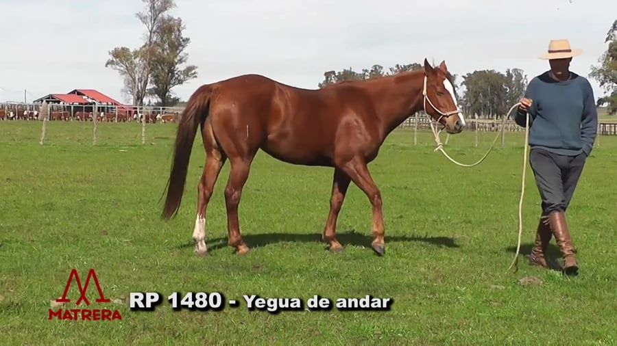 Lote Yegua de andar