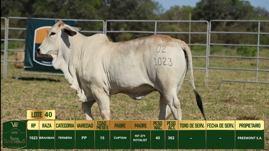 Lote LOTE 40
