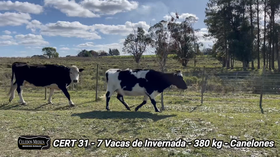 Lote 7 Vacas de Invernada en Canelones, Canelones