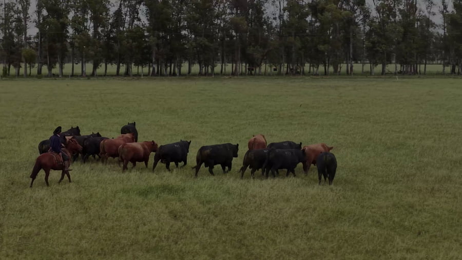 Lote lote 17 Terneras coloradas