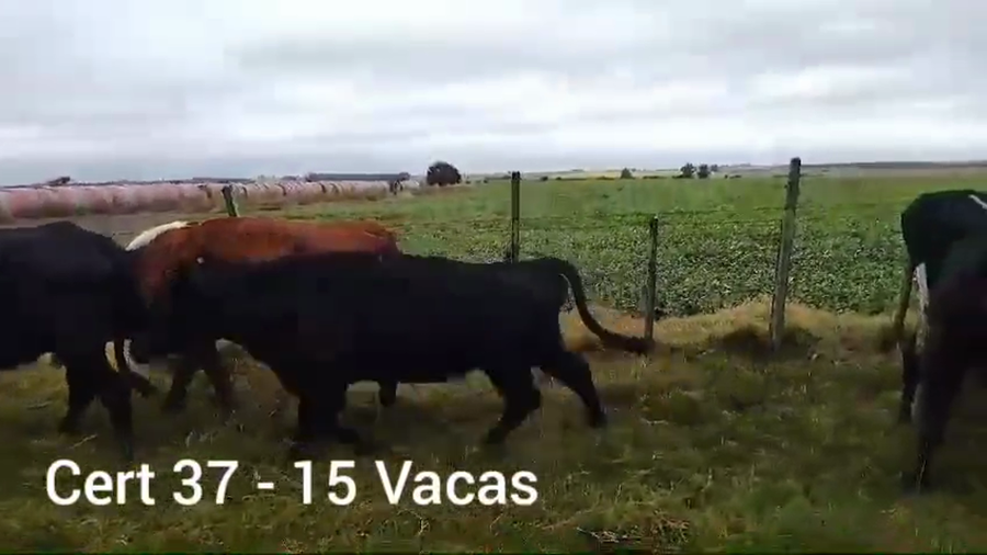 Lote VACAS