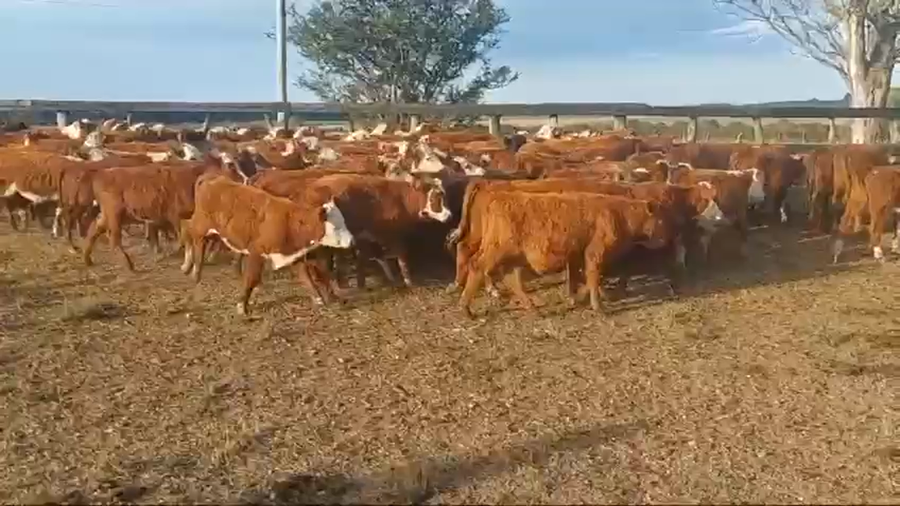 Lote 80 Terneros en Ubajay, Entre Ríos