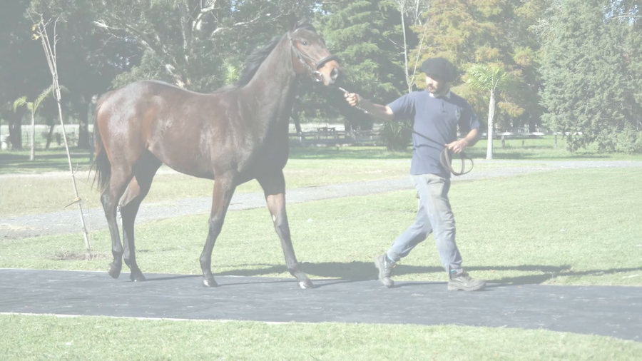 Lote NONINA (COSMIC TRIGGER -  NONINA)