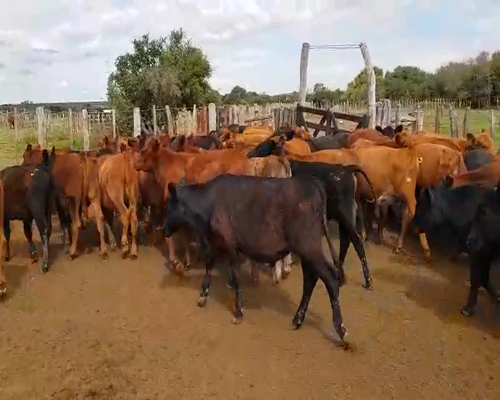 Lote 70 Terneros en Sauce, Corrientes