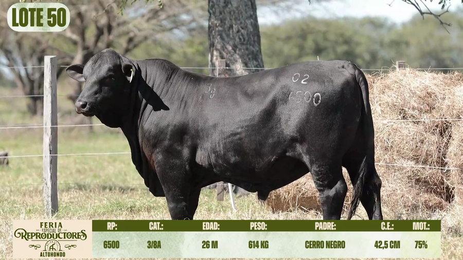 Lote LOTE 50
