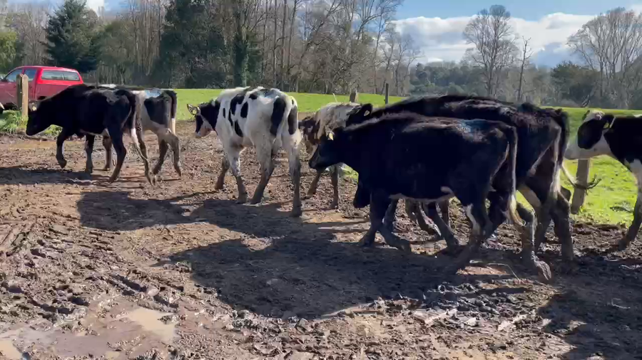 Lote 41 Novillo Engorda en Purranque, X Región Los Lagos