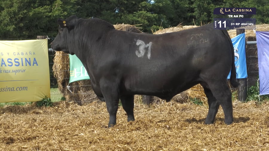 Lote TOROS ANGUS PURO CONTROLADO