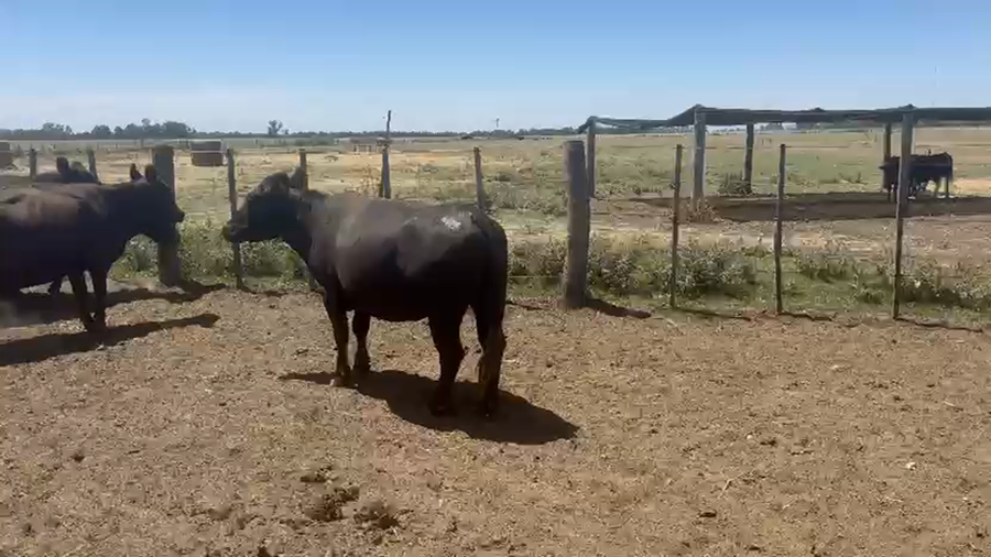 Lote 11 Vacas CUT preñadas