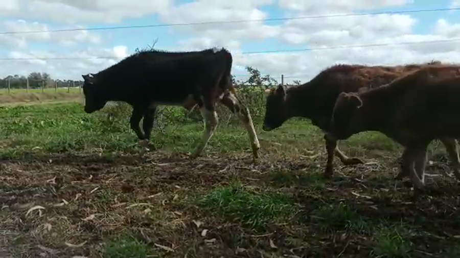 Lote (Vendido)9 Terneros HOL-JER a remate en 5to remate por pantalla ENTRE MARTILLOS 90/100kg - , San José