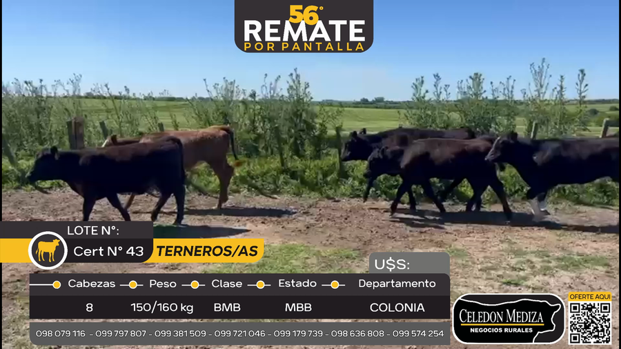 Lote 8 Terneros y Terneras en Otra Localidad, Colonia