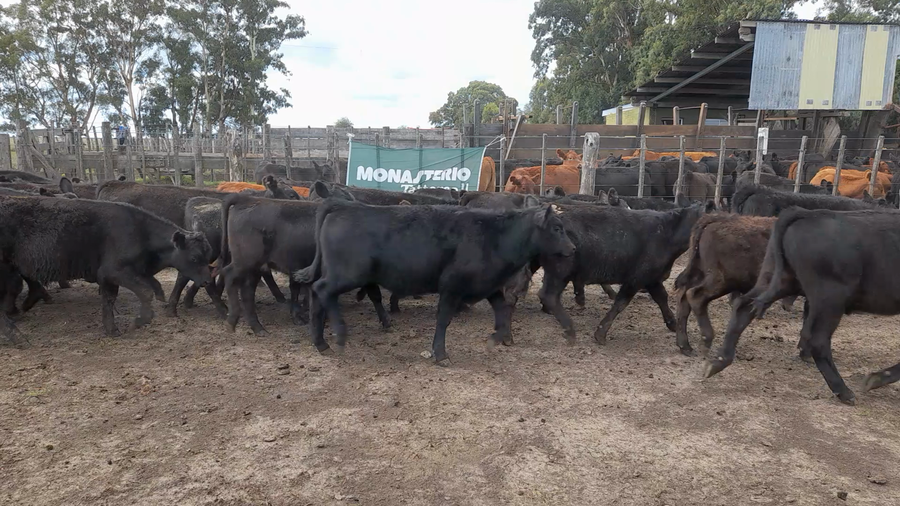 Lote 67 Terneros/as en Buenos Aires, Laprida