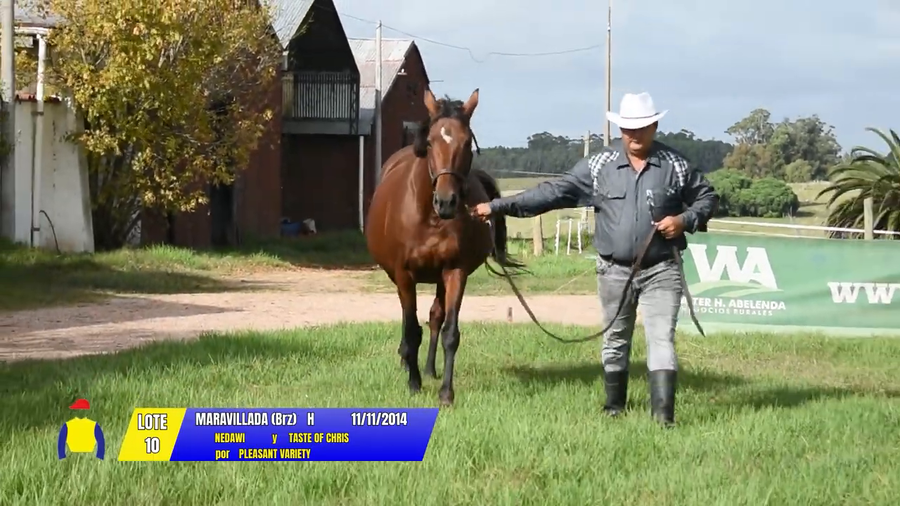 Lote MARAVILLADA (Brz)