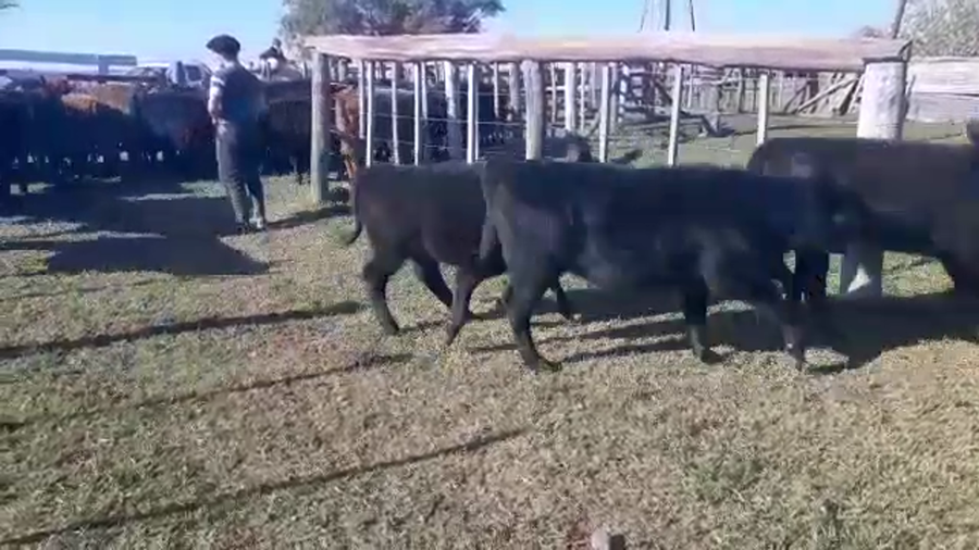 Lote 52 Terneros/as en Brandsen, Buenos Aires