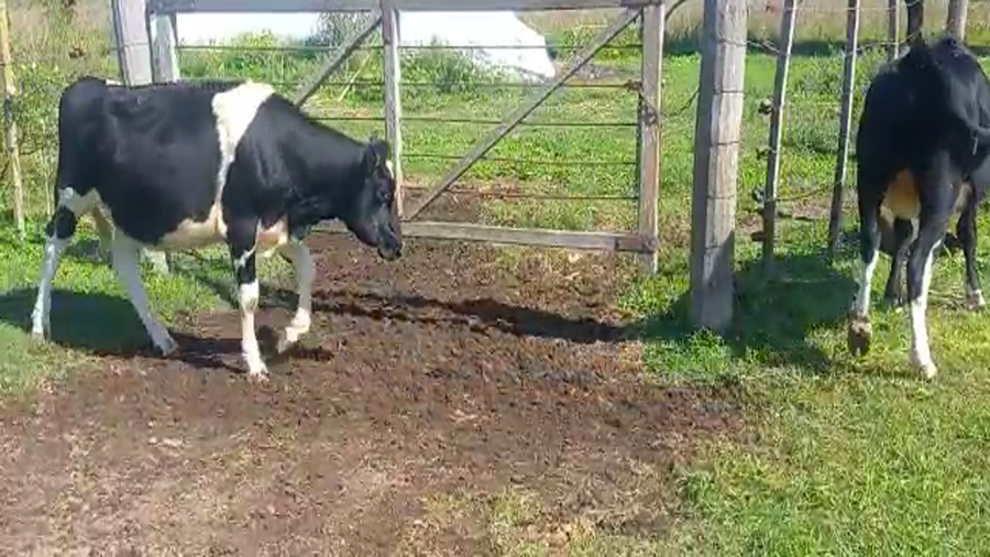 Lote Vaquillonas Para Entorar - Jose Weigandt