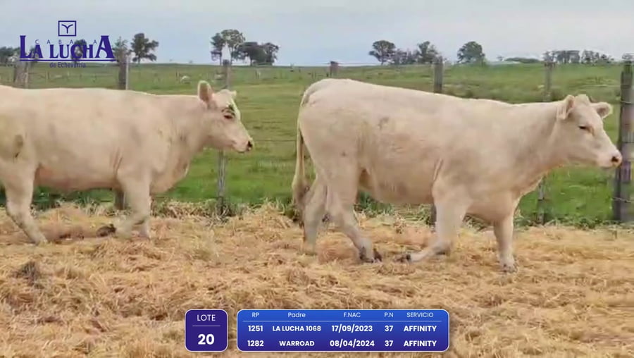 Lote VAQUILLONAS PI PREÑADAS