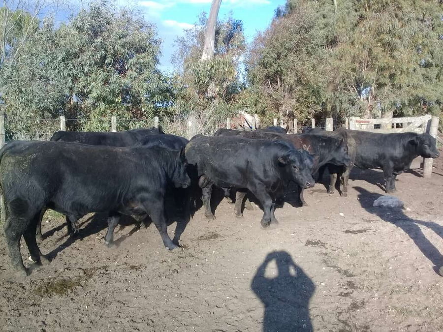 Lote 9 Toros reproductor en Benito Juárez, Buenos Aires