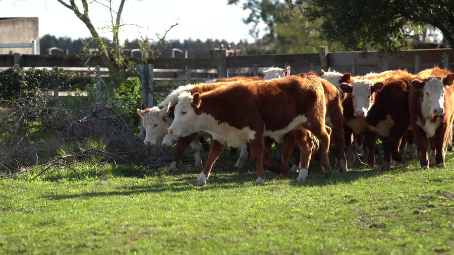 Lote Terneras