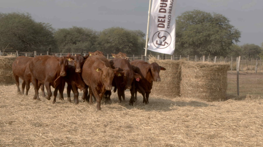 Lote Vaquillas CBO. 1 PREÑADAS