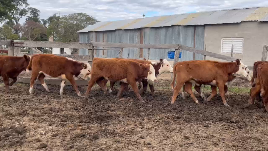 Lote 70 Terneros/as en Corrientes, Curuzu Cuatia