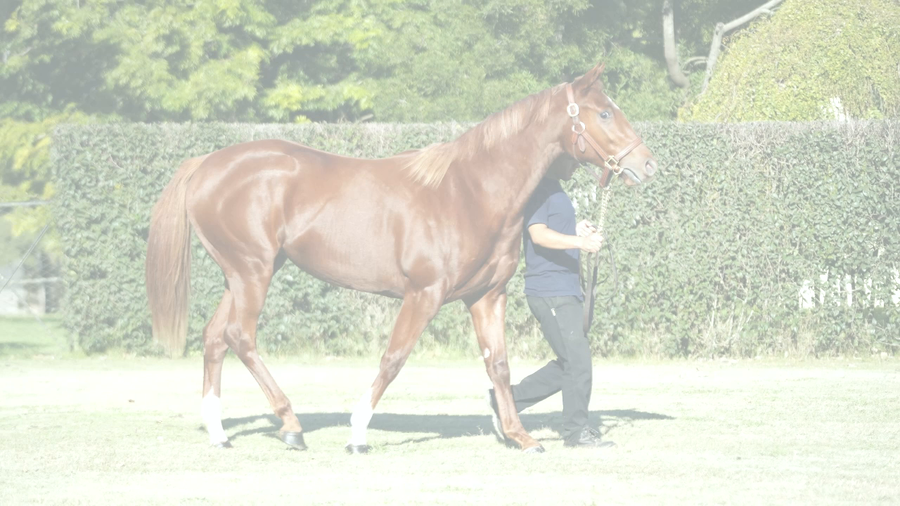 Lote FULL GUINEA (FULL MAST  -  GUANAY)