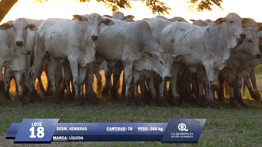 Lote Lote 18