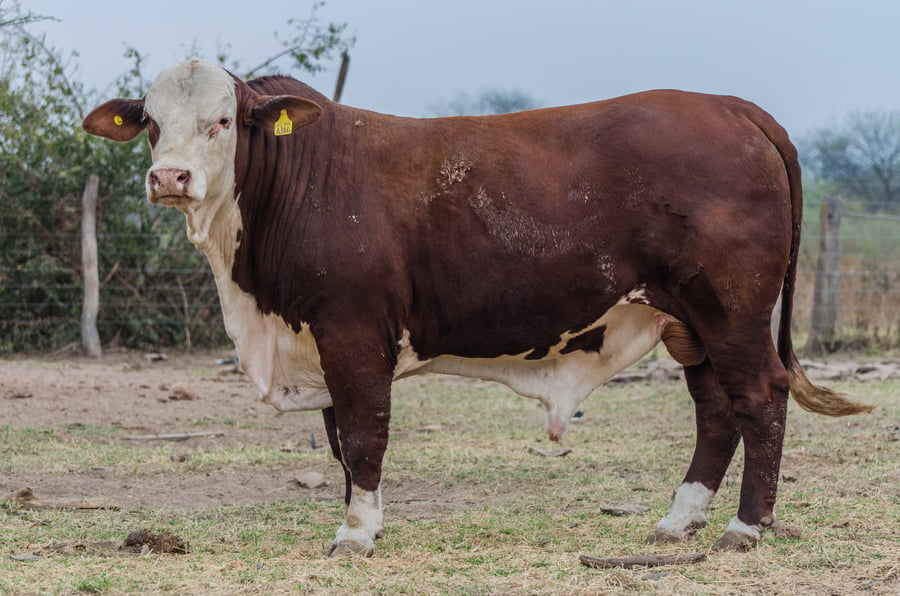 Lote Corral 11 - CABAÑA MILENA