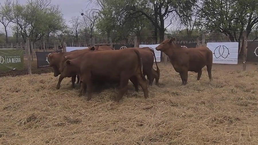 Lote Vaquillona preñada