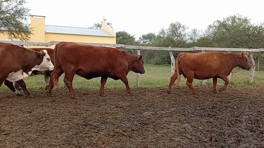 Lote 50 Vacas nuevas Preñadas