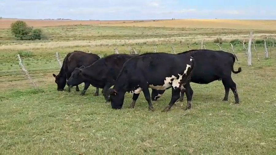 Lote VACAS PREÑADAS