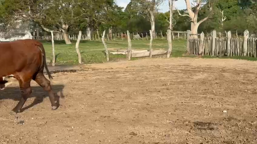 Lote 11 Vacas faena en Corrientes, Curuzú-Cuatiá