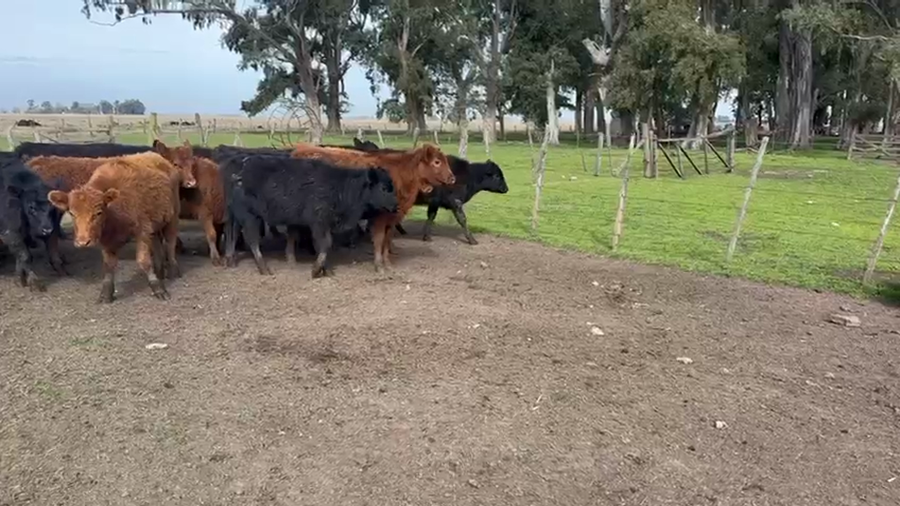 Lote 58 Terneras en Azul
