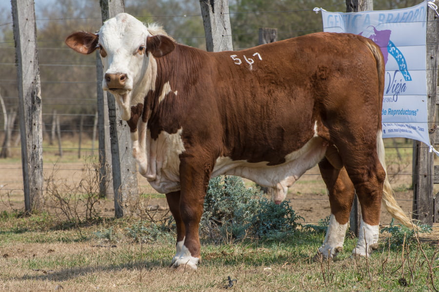 Lote Corral 6/7/8 - CABAÑA ESTANCIA VIEJA