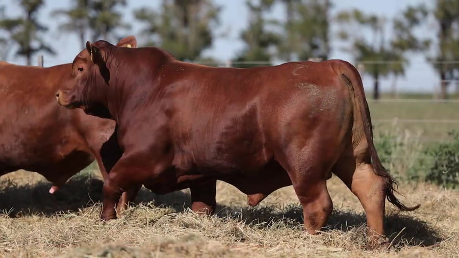 Lote Toros Brangus - Cabaña Los Guasunchos