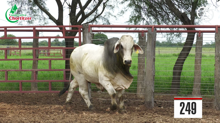 Lote Brahman