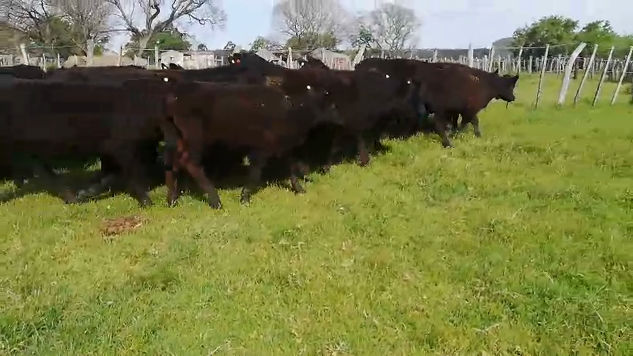 Lote 67 Terneros/as en Concordia, Entre Ríos